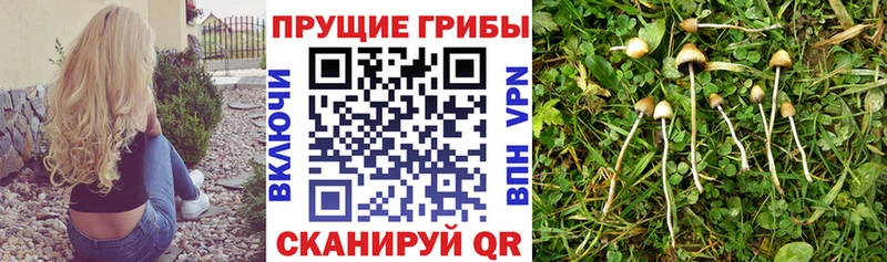 Галлюциногенные грибы мухоморы  mega ONION  Куртамыш 